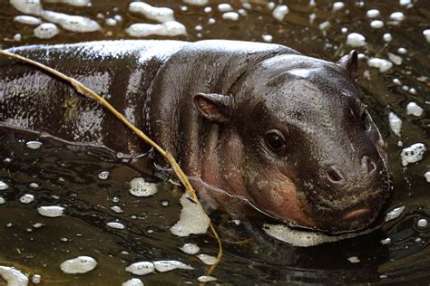 Pygmy Hippo Choeropsis Liberiensisat Marwell Zoo