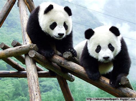 We did not find results for: 49+ Giant Panda Wallpaper on WallpaperSafari
