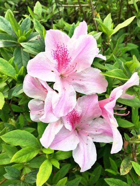 Cherry Blossoms Yangmingshan National Park In Taiwan Altheas Adventures