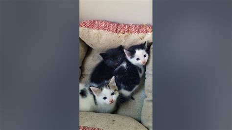 Povur Kittens Are Spoiled Youtube