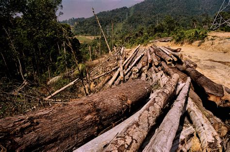 Kesan pencemaran alam sekitar (1) _ bronkitis asma kerencatan mental kanser dan mutasi merosakkan sistem pernafasan penyakit taun dan demam kepialu (2). Lagi kemusnahan alam sekitar | Mayami Bera | Flickr