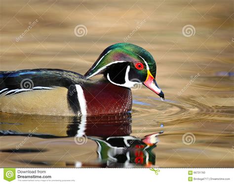 Wood Duck Swimming On Golden Pond Male British Columbia