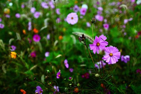 Autumn Wildflowers Flowers Free Nature Pictures By Forestwander