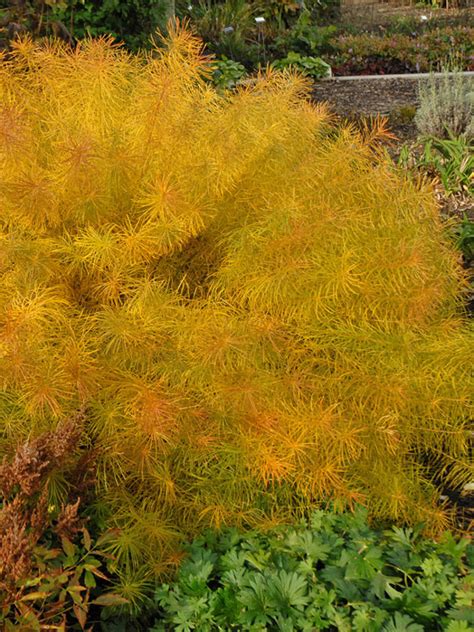 The arkansas blue star does however share some of the positive characteristic s of that nasty little euphorbia. Amsonia Hubrichtii (Arkansas Blue Star) | Plants, Fall ...