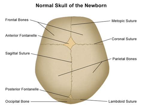 Anatomy Of The Newborn Skull