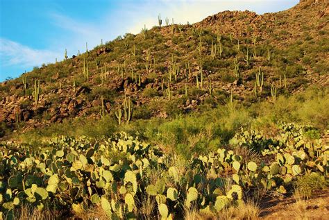 Arizona Desert Cactus Scene Photograph By Richard Jenkins