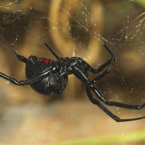 Common East Tennessee Spiders Usa Today