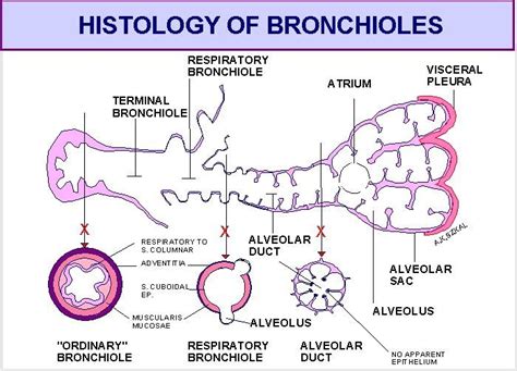 Microanatomy Illustrates Bronchioles Alveolar Sacs The And