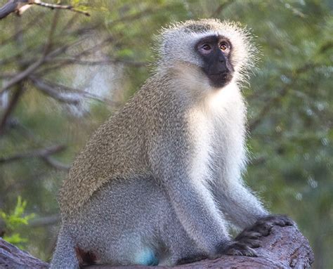 Vervet Monkey San Diego Zoo