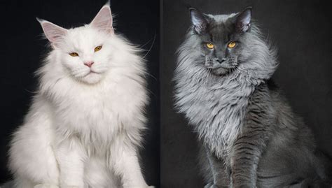 Perfect Photographs Of Maine Coons The Largest Domesticated Cats In