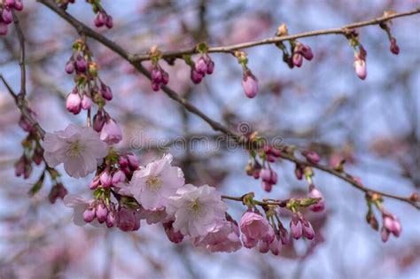 Prunus Sargentii Accolade Sargent Cherry Flowering Tree Branches