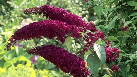 Cottage Farms Cranrazz Butterfly Bush Patio Tree On Qvc Youtube