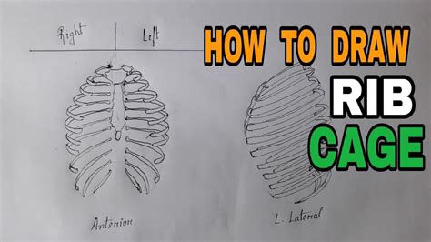 HOW TO DRAW RIB CAGE STEP BY STEP TUTORIAL VIDEO YouTube