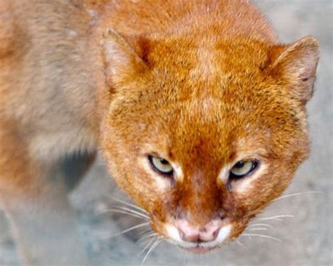 Photos Of Wild Cat Jaguarundi Barnorama