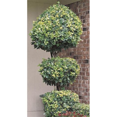 Lowes White 3 Tier Poodle Waxleaf Ligustrum Feature Shrub In Pot With