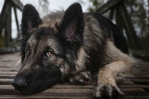 Shiloh Shepherd Appearance Size History Temperament Training