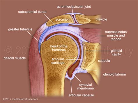 The clavicle (collarbone), the scapula (shoulder blade), and the humerus (upper arm bone) as well as associated muscles, ligaments and tendons. Shoulder Joint Cross Section - Medical Art Library