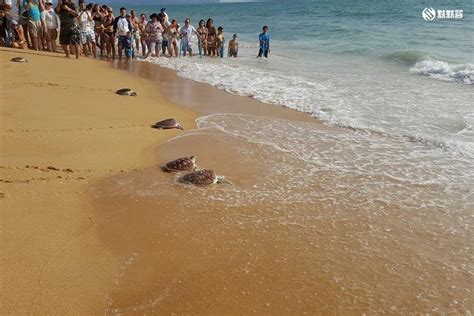 海龟们的隐秘生育基地普吉岛迈考海滩Mai Khao Beach 幼龟