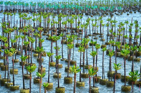 Weathering The Storm Of Mangrove Deforestation Pelorus Foundation