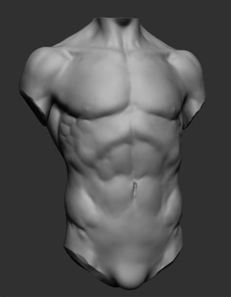 Learn more here you are seeing a 360° image instead. ztl 3D model Male Torso | CGTrader