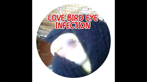 Treatment Of Love Bird Eye Infection Youtube
