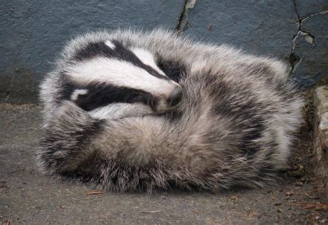 Sleeping Badger Sleeping Animals Baby Badger Badger Images