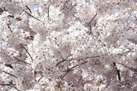 Mount Fuji Japanese Flowering Cherry In 2021 Japanese Flowering