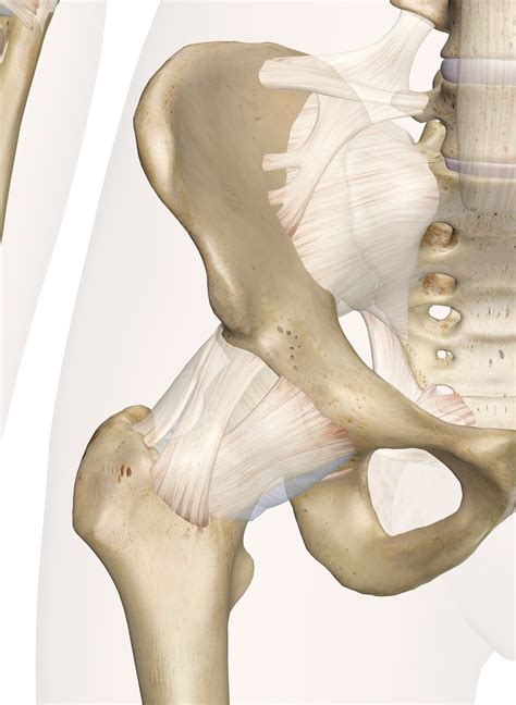 Hip Joint Anatomy Pictures And Information