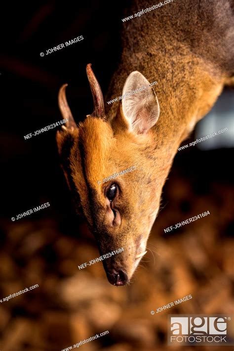 Dead Deer Hanging Stock Photo Picture And Royalty Free Image Pic