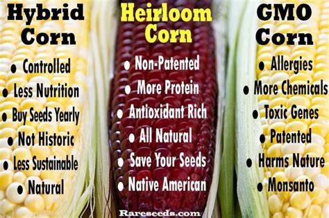 See The Difference Gmo Corn Nutrition Gmo Foods