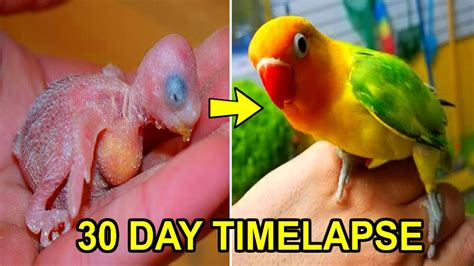 Lovebird Growth Stages First 30 Days Of Babies Timelapse Youtube