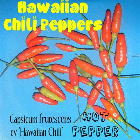 Polynesian Produce Stand Live Hot Hawaiian Chili Pepper 30 Seeds