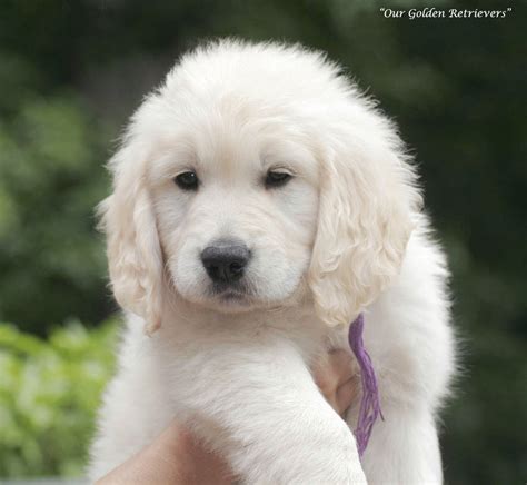 Contact for more information for purchasing an english cream golden retriever or for stud service. White Golden Retriever Puppies | White Gold