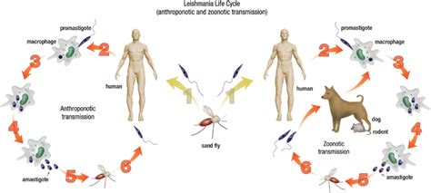 Life Cycle And Transmission Of Leishmania Parasites The Promastigote Download Scientific