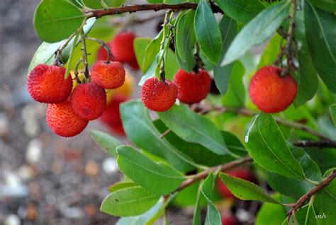 What Is The Fruit Of A Strawberry Tree Called