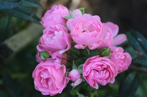 Gambar Bunga Ros Cantik Ani Gambar