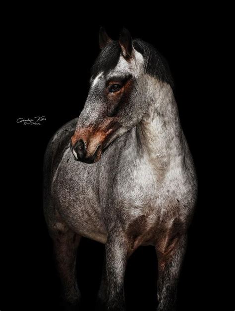 Orlov Trotter Dapple Grey Horses American Paint Horse Beautiful Horses