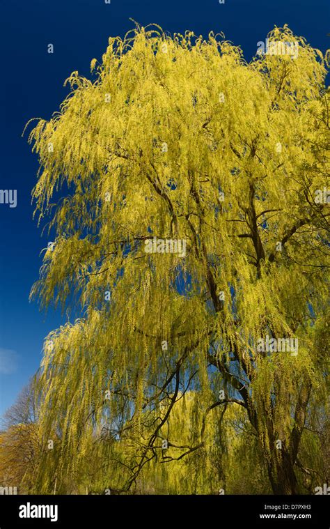 Yellow Weeping Willow Tree In Spring In A Toronto Park Against A Blue