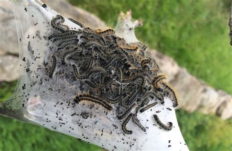 Protect yourself and your family. Eastern Tent Caterpillar Control: Is it Really an Issue in CT?