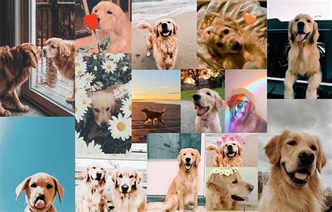Dog Collage Wallpapers Top Free Dog Collage Backgrounds Wallpaperaccess