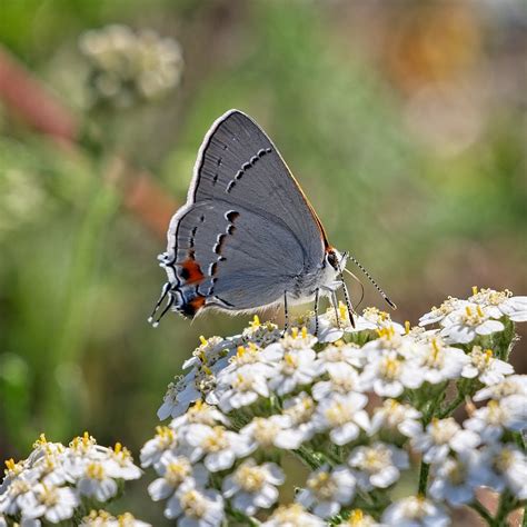Western Tailed Blue Butterfly