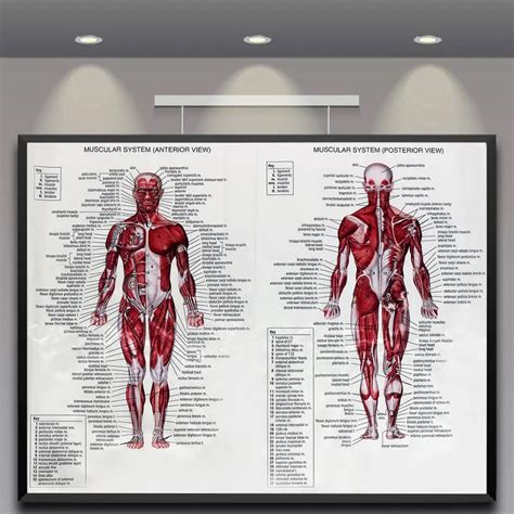 Medical Anatomy Posters