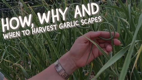 How Why And When To Harvest Garlic Scapes Youtube
