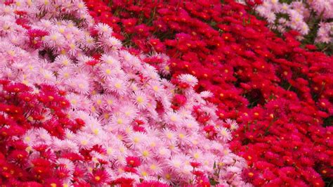 Plants Decorative Flowers Lampranthus Red Vygie And Pink