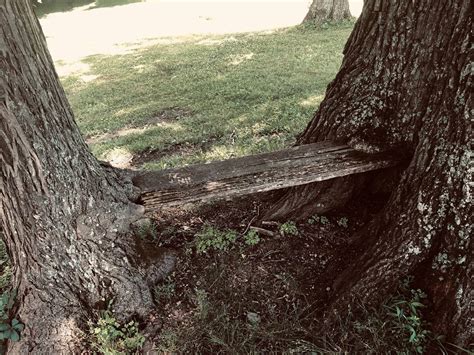 Someone Wedged This Board Between Two Trees And And The Trees Have