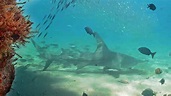 Live Underwater Cam in Deerfield Beach, Florida