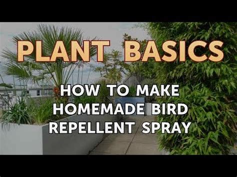 How To Make Homemade Bird Repellent Spray Youtube