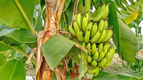 Saving The Planet From Bananageddon •