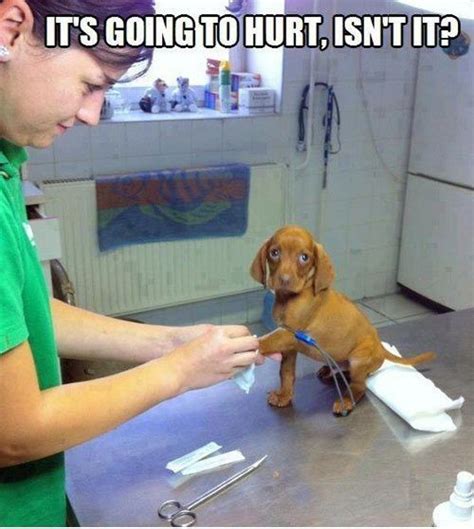 Funny Sick Dog Going Hurt Cute Animals Funny Animal