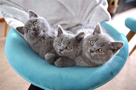 How Much Does A British Shorthair Cost 2023 Price Guide